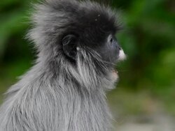 Monkey Stock Footage