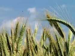 HD: Field of wheat Stock Footage