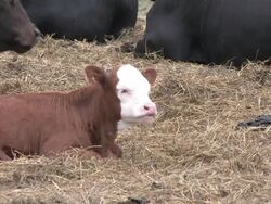 Baby cow 2 - HD 1080/30f Stock Footage