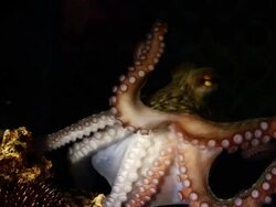 Octopus in the Abyss Stock Footage
