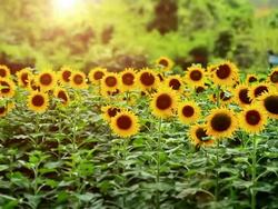 sunflower at sunset Stock Footage
