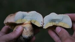 Mushroom turning blue Stock Footage