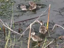 Closeup of Young Ducks Bathing Stock Footage