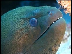 CU Giant Moray Eel head, opens mouth, teeth visible, Derawan, Celebes Sea, Indonesia Stock Footage