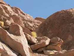 WS View of Rocky hillside to Viscacha, Lagidium viscacia in high Andes mountains / San Pedro de Atacama, Norte Grande, Chile Stock Footage