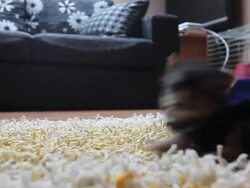 The World's Smallest Dog Stock Footage