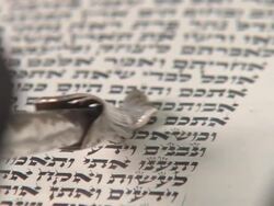 Reading Torah Detail Stock Footage