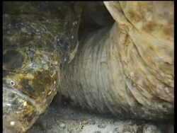 CU Green Turtle pair mating on reef, rear view, Sipadan, Borneo, Malaysia Stock Footage