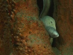 CU Geometric moray eel lying and hiding between reef and coral covered with sponge / Matola, Maputo, Mozambique Stock Footage