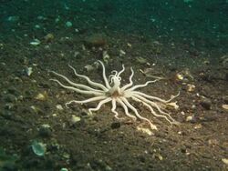 White anemone, juvenile on muck bottom, close up, Indonesia  Stock Footage