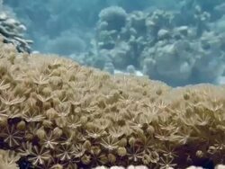 Soft coral (Xenia macrospiculata). This fast colonizing species covers dead coral and reduces the recruitment of hard coral species. Filmed in the Red Sea Stock Footage