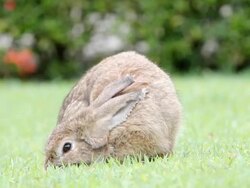 Rabbit Stock Footage