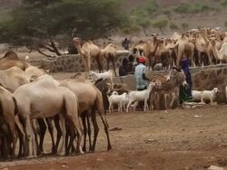 camels goats and people around the water troughs Stock Footage