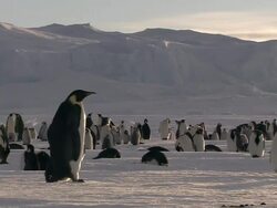 MS TS Adult penguin walking AUDIO / EkstrÃƒÂ¶m Ice Shelf,Atka Iceport Emperor Penguin Colony,  Queen Maud land, Antarctica  Stock Footage