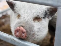 Close-up of a pig, (two clips) Stock Footage