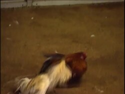 Animal Stories News Clip