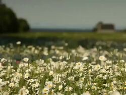 Field of daisies in the wind  Stock Footage