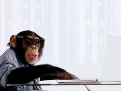 Chimp Laptop Happy Stock Footage
