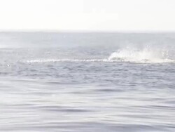 Medium hand-held - Great white sharks swim at the surface of the water. / South Africa Stock Footage