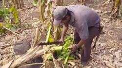 Farmer working on banana harvest in Nicaragua. With the knife cuts the branch and gets the fruit. Stock Footage