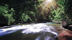 Forest with creek Stock Footage