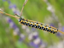 Caterpillar eating dandelion seeds HD Stock Footage