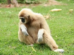 Monkey relaxing Stock Footage