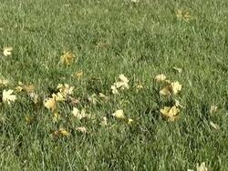 MS SLO MO Shot of Autumn Leaves falling on Lawn / Vieux Pont en Auge, Normandy, France  Stock Footage