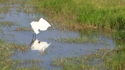 Great Egret Preying Stock Footage