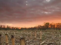HD Motion Time-Lapse: Field Of Corn Stubble At Sunset Stock Footage