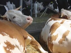 Cows (HD) Stock Footage