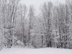 MS View of Falling snow on trees / Tuners Falls, Massachusetts, United States Stock Footage
