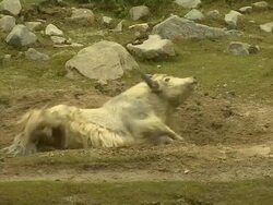 Close Up Shot Yak Playing in mud Lhasa Tibet China Stock Footage