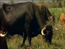 Cattle grazing, Alcaucin, Malaga, Andalusia, Southern Spain. Retinta cattle: They are an endemic Spanish breed used for the last 2000 years or more and found through the southern provinces of Extremadura and Andalucia. Stock Footage
