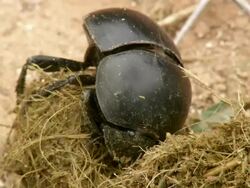 CU Shot of flightless dung beetle rolling dung ball / Port Elizabeth, Eastern Cape, South Africa Stock Footage
