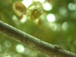 Conker falls on branch Stock Footage