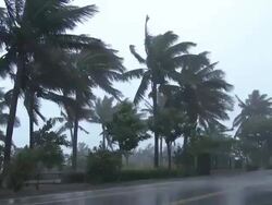 Palm Trees Blow In Hurricane Wind Stock Footage