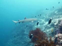 MS TS White tip reef shark swimming towards reef / Sipadan, Semporna, Tawau, Malaysia Stock Footage