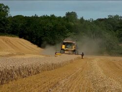 Wheat Harvesting Stock Footage