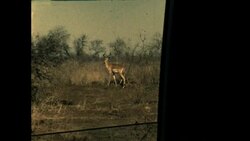 Springbok Stock Footage