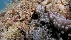 Clown fish in white anemone polyps Stock Footage
