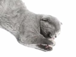 HD: Scottish Fold Kitten Licking Paw Stock Footage