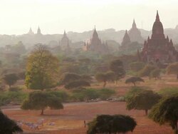 WS HA View of Local herdsmen driving cattle and goats on dry dusty tracks at sunset / Bagan, Burma  Stock Footage