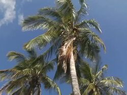MS, LA, Nicaragua, Managua, Palm trees in wind against clear sky Stock Footage