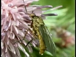 CU Fly feeding on flower, UK Stock Footage