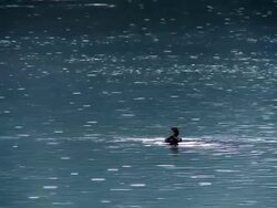 A duck swims in the water Stock Footage