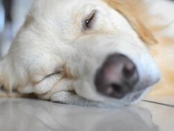 Sickness Golden Retriever Dog Stock Footage