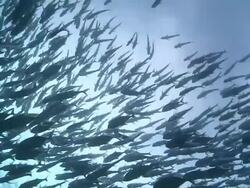 MS Schooling big eye jackfish / Palau, Micronesia, Palau  Stock Footage