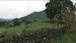Sheep grazing on a farm in the Lake District News Clip