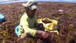 VOICED : Hard times for red gold divers in Moroccos El Dorado News Clip